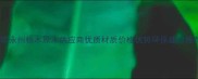 湖南永州杨木原木供应商优质材质价格优势环保建材推荐