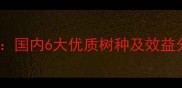 高收益木材种植指南国内6大优质树种及效益分析附种植技术