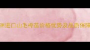 欧洲进口山毛榉苗价格优势及品质保障全