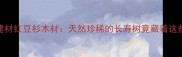 收藏级建材红豆杉木材天然珍稀的长寿树竟藏着这些秘密