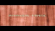 桦木与榉木价格对比市场行情深度