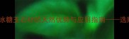 最新趋势冰糖玉石材的天然优势与应用指南选购施工全