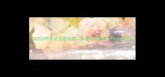 加松SPF板材应用指南环保轻质建材的十大用途