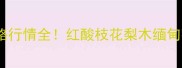 广东红木木材价格行情全红酸枝花梨木缅甸花梨最新报价单