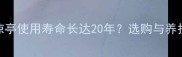 防腐木凉亭使用寿命长达20年选购与养护全攻略